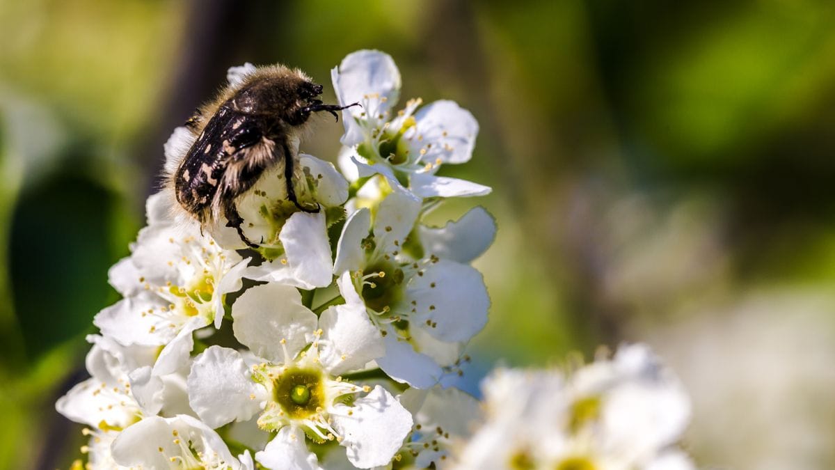Reproduciton des plantes