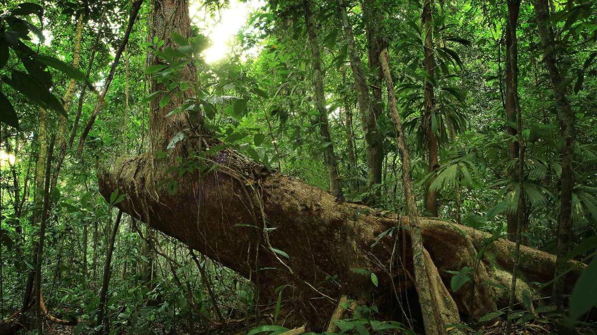 Forêt primaire et secondaire
