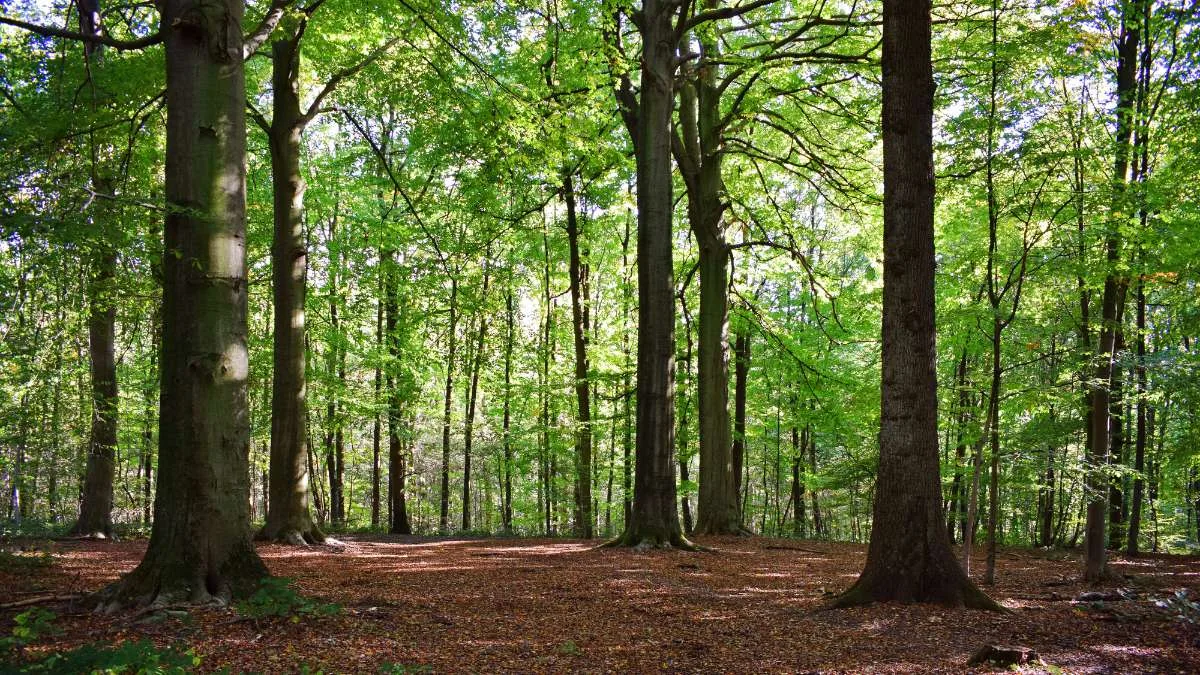 définition forêt